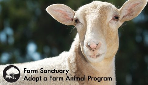 adopt a farm animal program